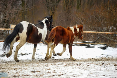 Horses in a snow