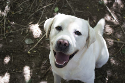 Close-up portrait of dog