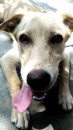 Close-up portrait of dog