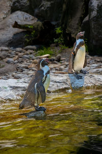 Side view of birds on rock by lake