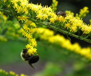 Close-up of bee on yellow flower