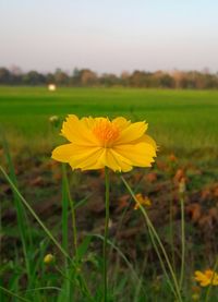 Close-up of yellow flower blooming on field