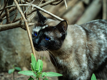 Close-up of a cat