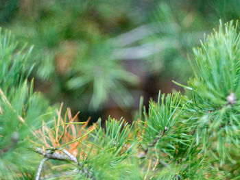 Close-up of pine tree
