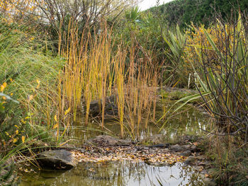 View of lake in forest