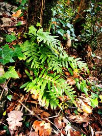 High angle view of plant growing on field