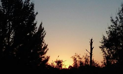 Silhouette of trees at sunset