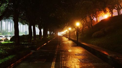 Road along trees at night