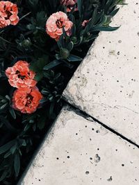 High angle view of flowering plant