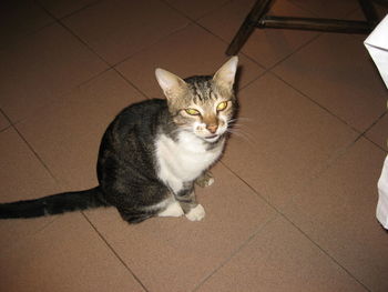 High angle portrait of cat on floor