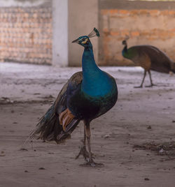 Close-up of peacock