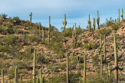 Landscape of a hillside covered in saguaro cactus at saguaro national park in tucson, arizona