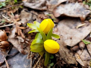 Close-up of yellow flowering plant on field