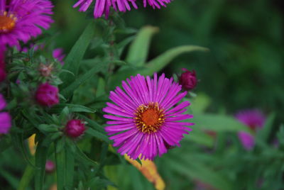 Close-up of pink flowering plant in park