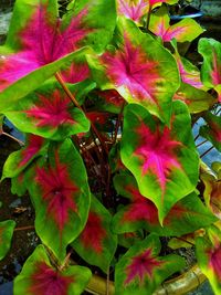 High angle view of pink flowering plant