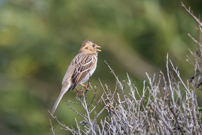 Close-up of bird perching on plant