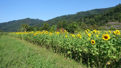 Scenic view of sunflower field against sky