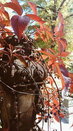 Close-up of autumn tree