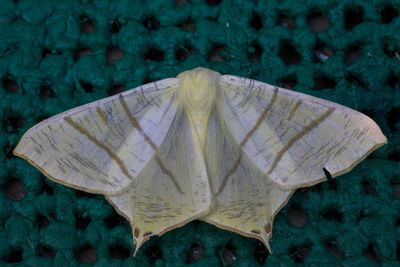 High angle view of butterfly on leaf