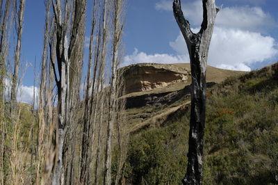 Plants growing on land against sky