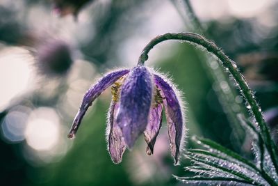 Close-up of purple flower