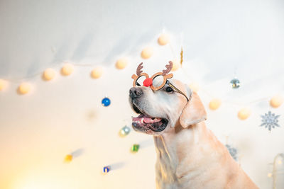 High angle view of dog sitting at home with christmas decorations 