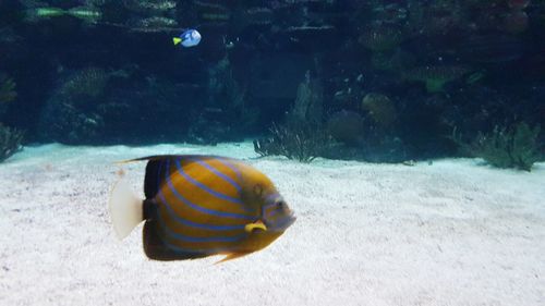 Close-up of fish swimming in sea