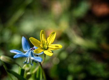 Close-up of yellow flowering plant