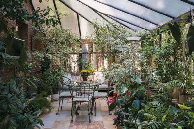 Potted plants on table in greenhouse