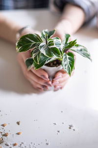 Close-up of potted plant on table