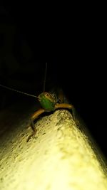 Close-up of insect on leaf