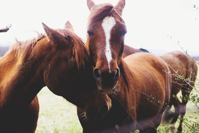 Horse grazing on field