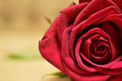 Close-up of red rose