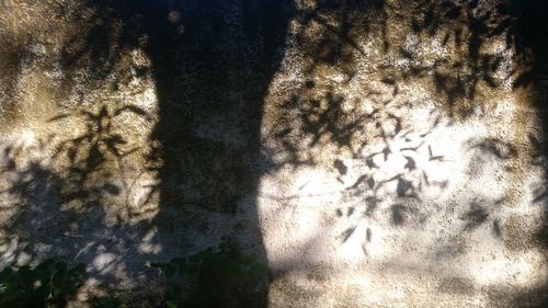 Full frame shot of tree shadow