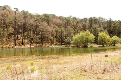 Scenic view of lake with trees in background