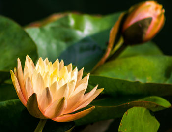 Close-up of lotus water lily