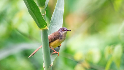 Close-up of bird perching on plant