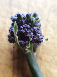 Close-up of purple flowers