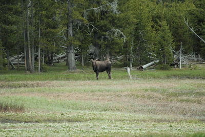 A moose at the edge of the forest.