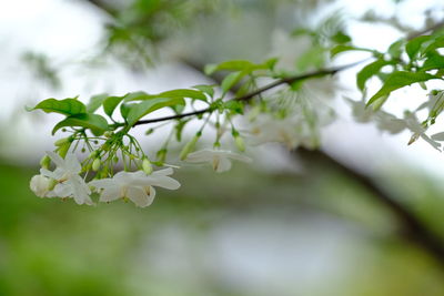 Close-up of white flowering plant