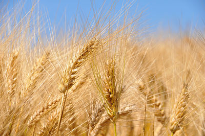 Close-up of wheat growing on field against sky