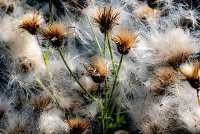 Close-up of dandelion on field