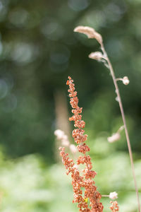 Close-up of flower