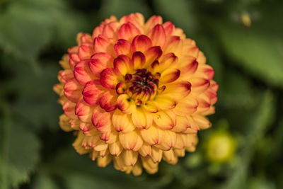 Close-up of orange dahlia