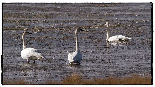 Birds in lake