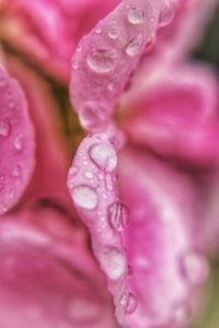 Close-up of pink flower