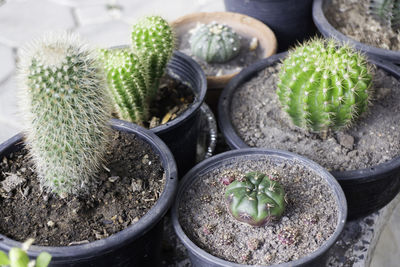 High angle view of potted plants