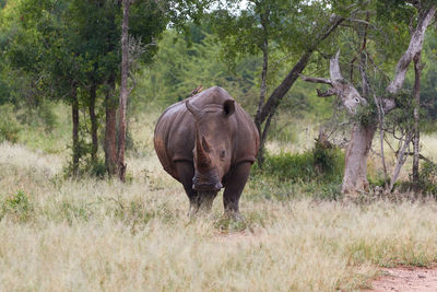 White rhinoceros standing in a field