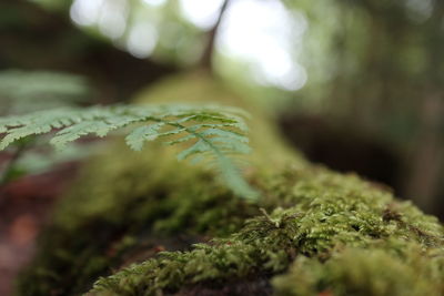 Close-up of lichen on moss