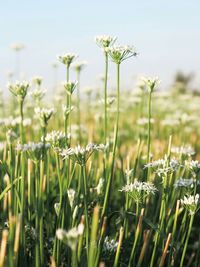 Close-up of wildflowers growing in field